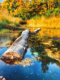 Reflection of trees in water