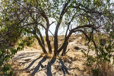 View of trees in a desert