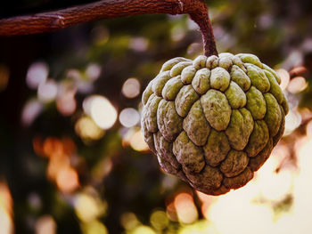 Close-up of berries growing on tree