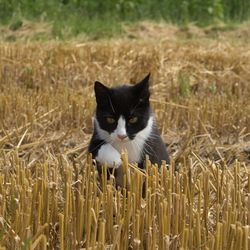 Portrait of a cat on field