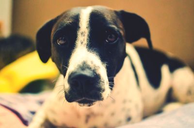 Close-up portrait of dog relaxing at home