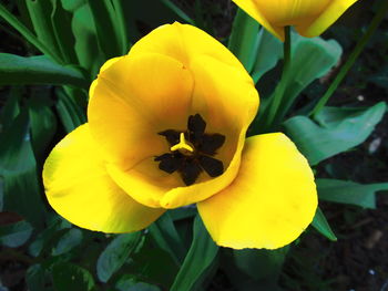 Close-up of yellow flower blooming outdoors