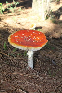 Close-up of fly agaric mushroom on field