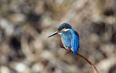 Close-up of bird perching on plant