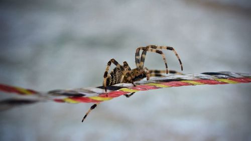 Close-up of spider