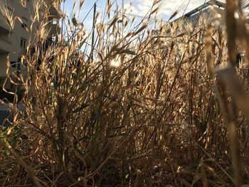 Close-up of plants growing on field against sky
