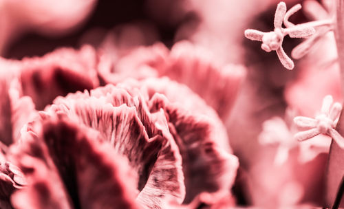 Macro shot of pink flowering plant