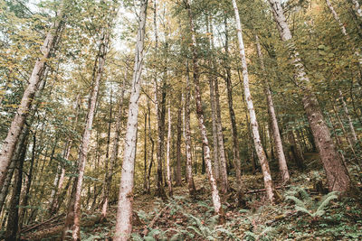 Low angle view of bamboo trees in forest