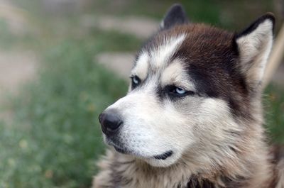 Close-up of dog looking away