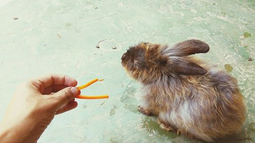 Feeding rabbit