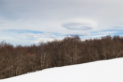 Trees on field against sky during winter