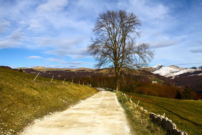 Road amidst trees on field against sky