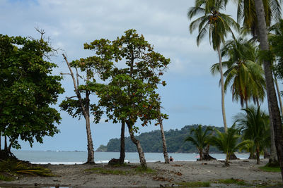 Palm trees on beach against sky