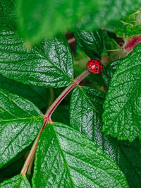Close-up of ladybug on leaf