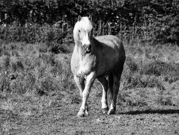 Portrait of a horse on landscape