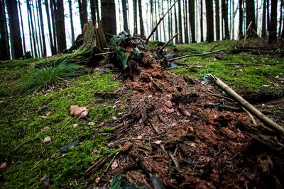 Trees in forest