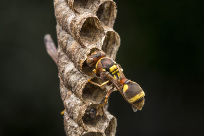 Ropalidia fasciata- paper wasp	