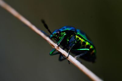 Close-up of insect on plant