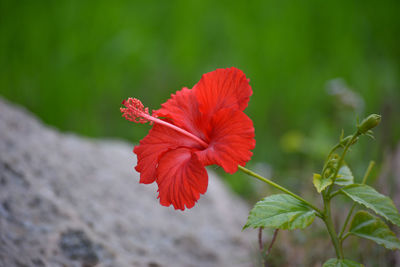 Close-up of red hibiscus on plant