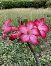 Close-up of pink flowering plant on field