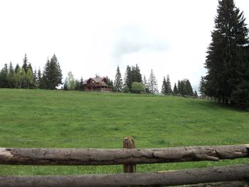 Trees on grassy field