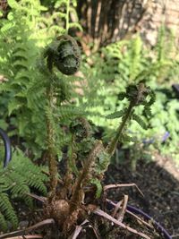 Close-up of succulent plant in forest