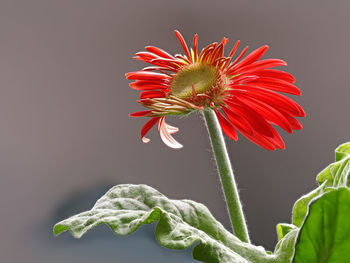 Close-up of red flowering plant