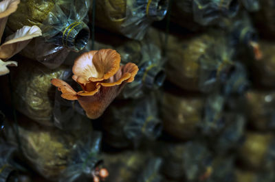 Close-up of wilted rose in water