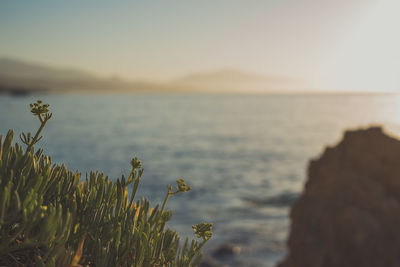 Close-up of plants by sea against sky