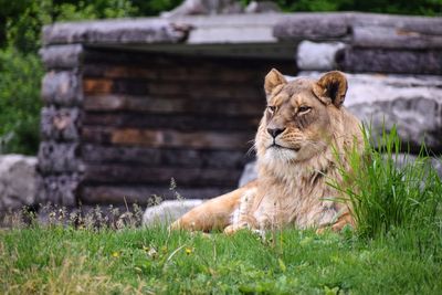 Lioness in zoo