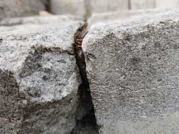 Close-up of lizard on rock