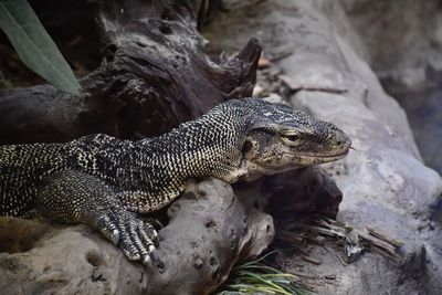 Close-up of a lizard on rock