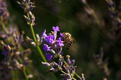Close-up of insect on purple flower