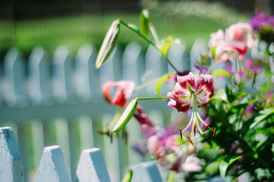 Close-up of pink flowers blooming outdoors