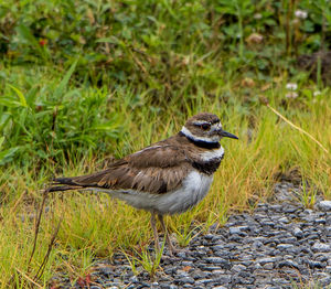 Close-up of bird perching on grass