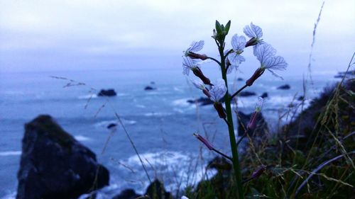 Close-up of flowers against sky