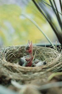 Close-up of bird in nest