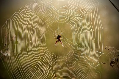 Close-up of spider on web