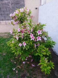 Close-up of pink flowering plants in yard