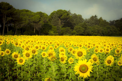 Scenic view of sunflower field