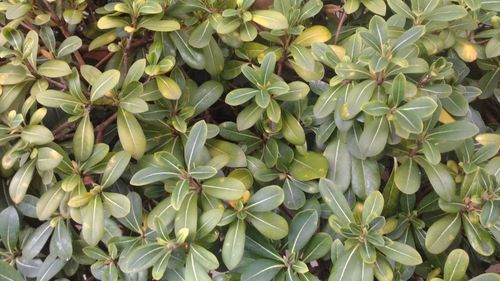 High angle view of plants