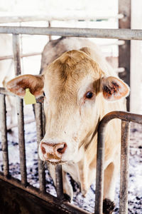 Close-up portrait of cow