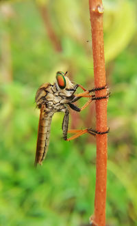 Close-up of dragonfly on plant