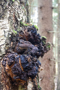 Close-up of tree trunk