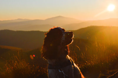 Springer spaniel lit with the light of a rising sun