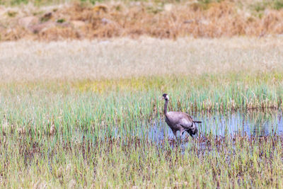 Water pond on a bog with a crane