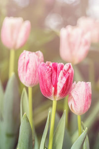 Close-up of pink tulips