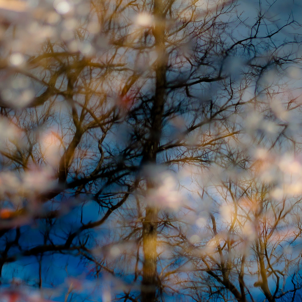 LOW ANGLE VIEW OF BARE TREE AGAINST SKY