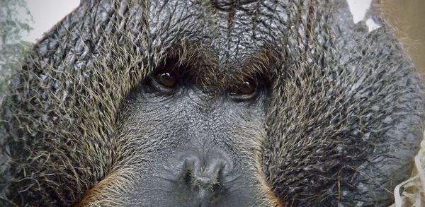 Close-up portrait of horse eye