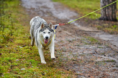 Dog walking in a field